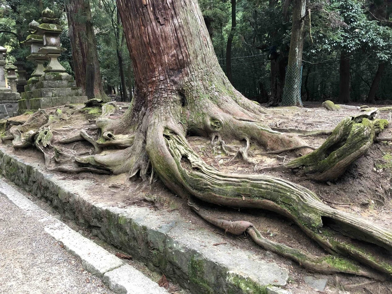 華道が現代に生きる意味3 〜木の根っこから学ぶこと〜｜華道家 生駒敦