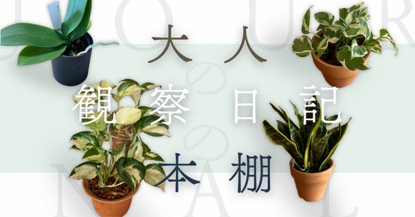 乙庭植物図鑑】20250107 ベスコルネリア セプテントリオナリス