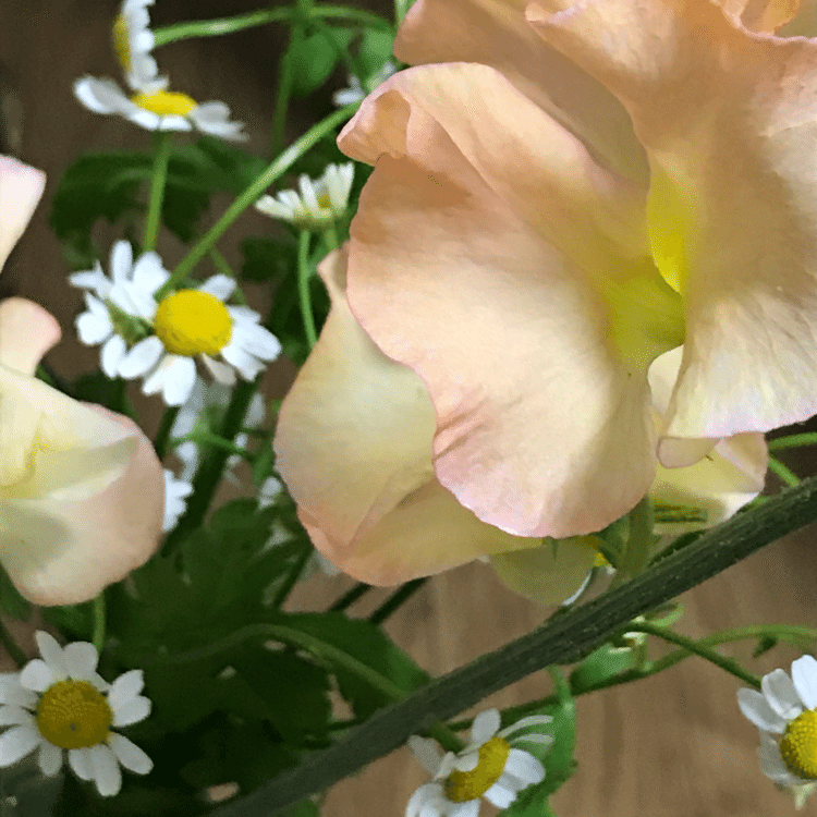 またお花屋さんを応援！（前回より切り花の種類増えてた）。スイートピーがいい香りです〜！