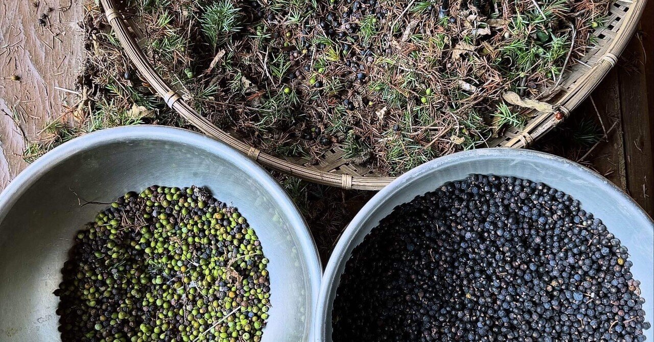 ジュニパーベリー ジュニパーベリー農家｜Bar BenFiddich 鹿山博康｜note