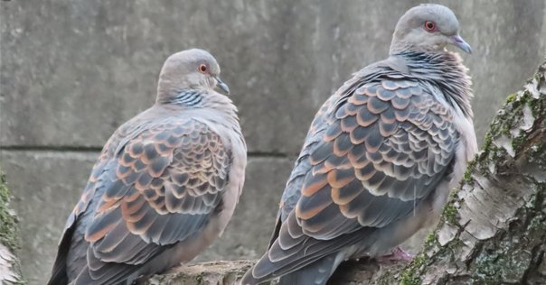 鳩ぽっぽとドライバーのおじさん（9日目）｜アラカンいんこ