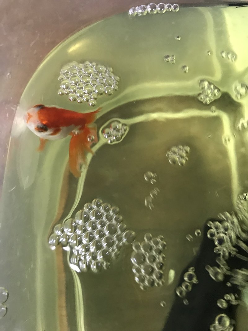 金魚治療 尾ぐされ病 松かさ病 について 小町 Note 金魚治療 尾ぐされ病 松かさ病 について 小町 Note
