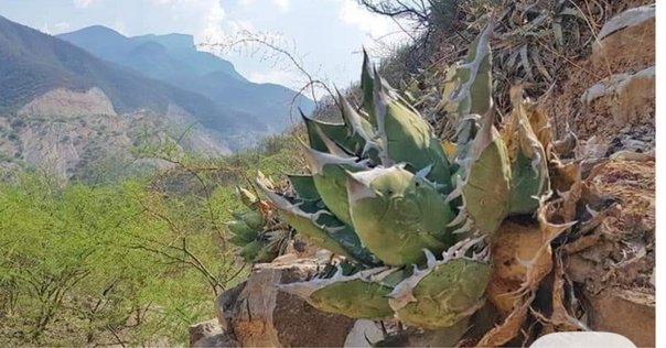 アガベ沼 アガベ沼に落ちた話12「我がアガベ全紹介・アガベ沼の住人となり