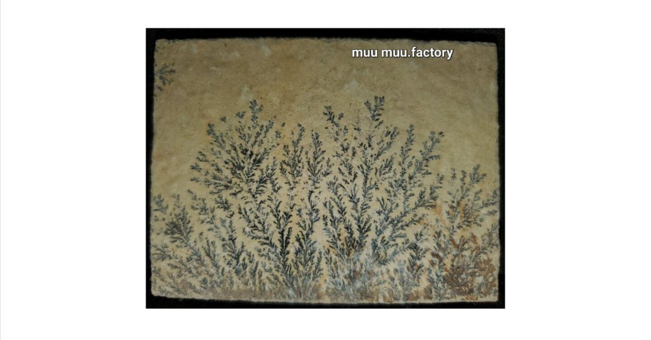 No.6【しのぶ石/デンドライト】についてお勉強📚✏｜muu muu.factory