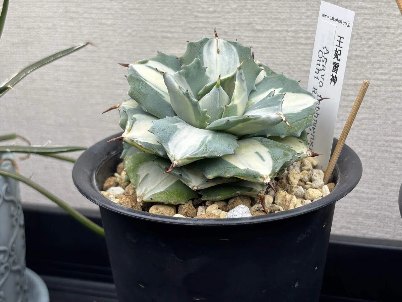 植物のはなし③ ビザールプランツ｜KUNI