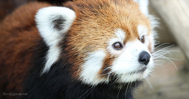 絶滅危機動物ファイル04「レッサーパンダ」｜キクチミロ