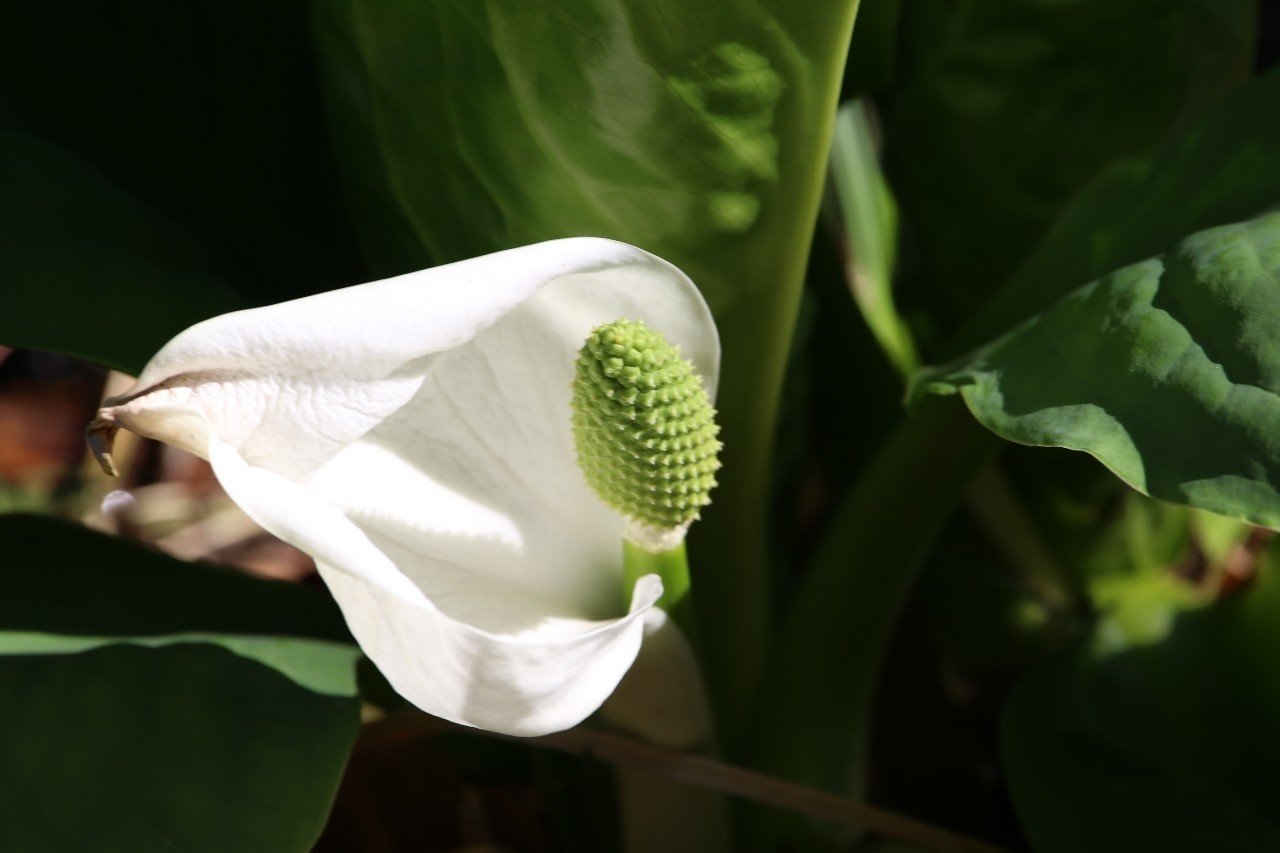 水芭蕉の仏炎苞と花序 を折り紙で Rnassy Note