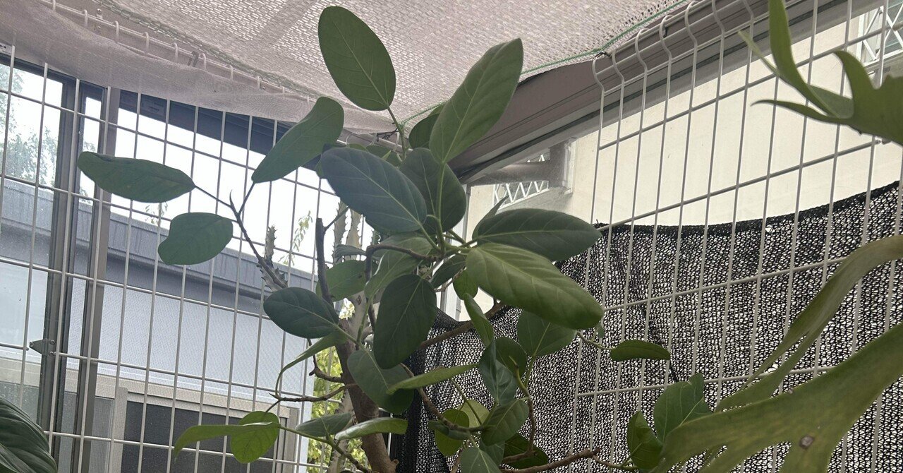 アガベ沼に落ちた話12「我がアガベ全紹介・アガベ沼の住人となり