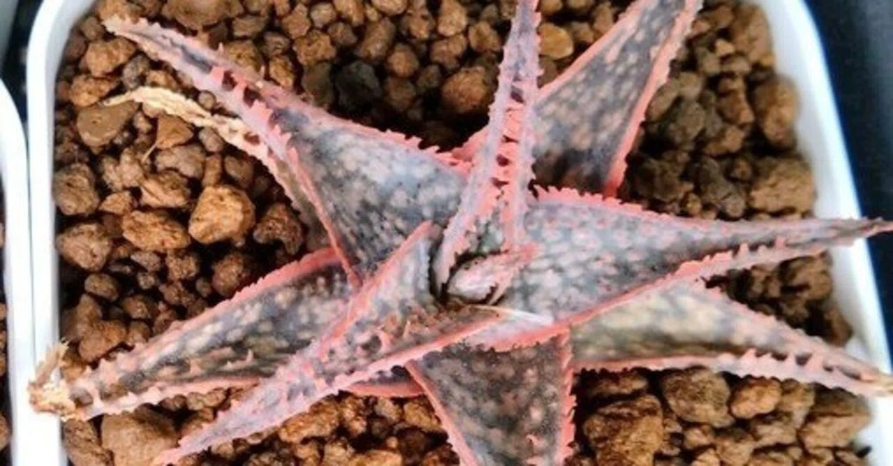 ⭐︎コレクション株⭐︎ belfiore succulent赤タグ アロエ子株