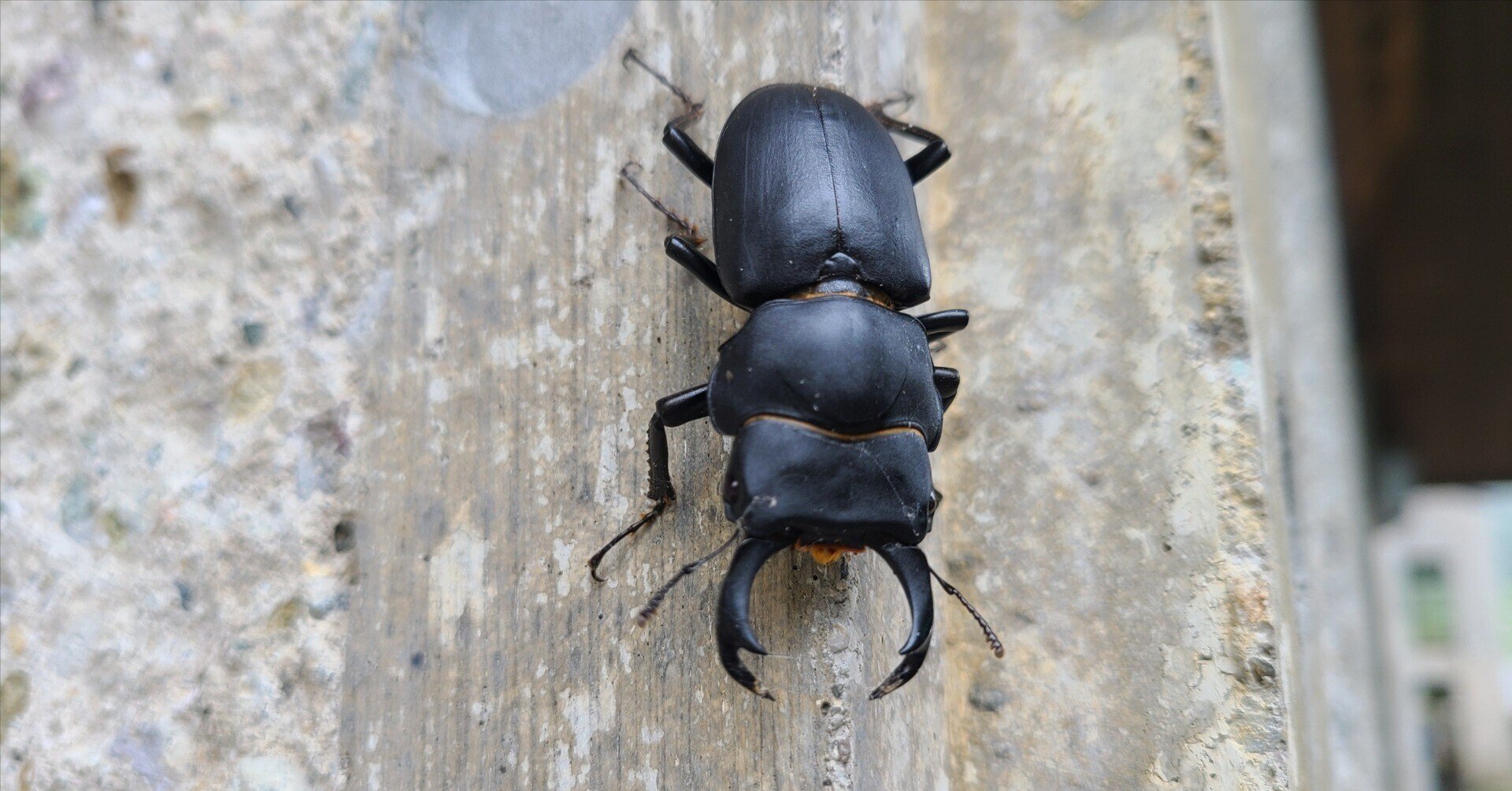 2026年最新Yahoo!オークション -ヒメオオクワガタクワガタの中古品