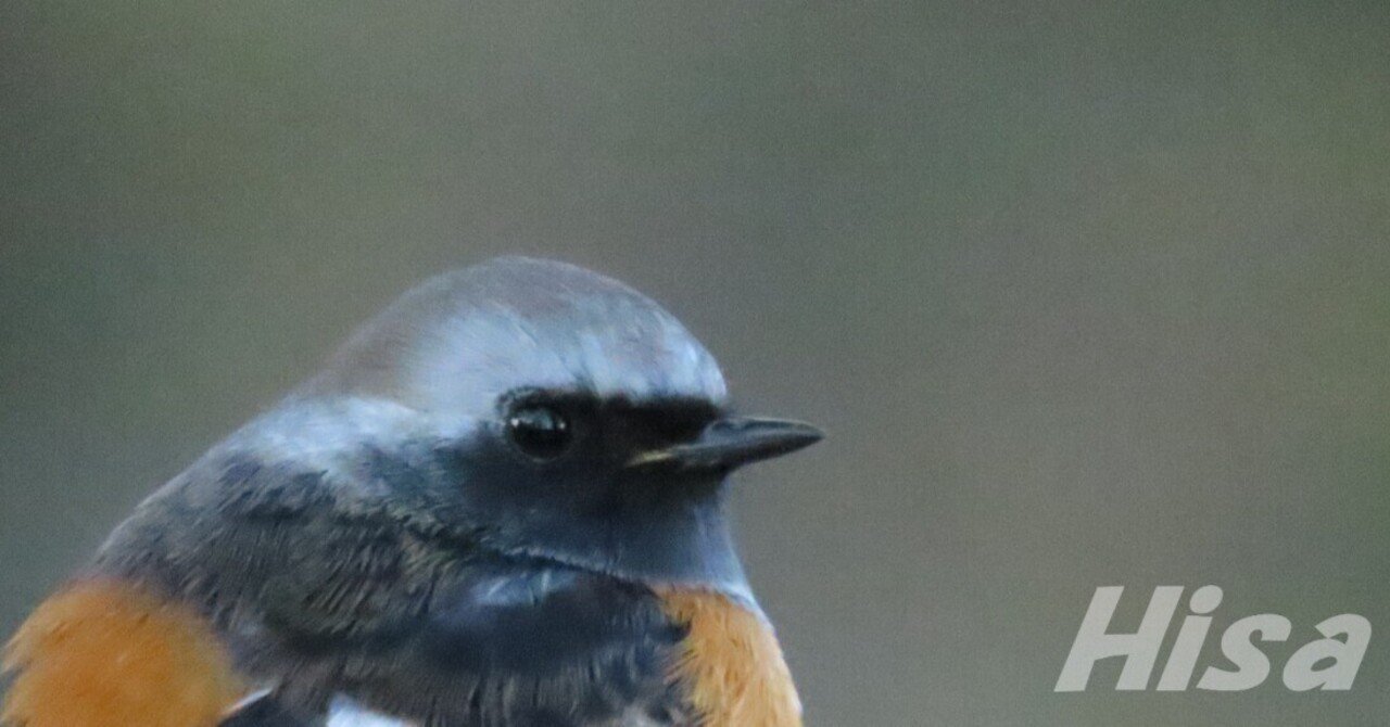 ハタヤマショウ　写真のAJNS-400値引き 油圧ショベル