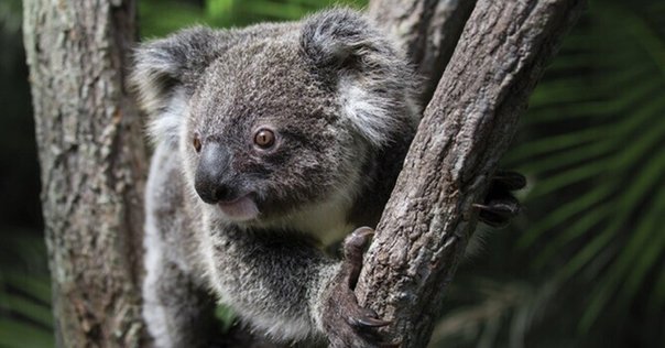 コアラの子供が緑のウンチを食べる理由: 知られざる野生の王国 (青春文庫 コアラの子供が緑のウンチを食べる理由: 知られざる野生の王国