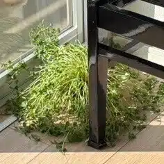 ちょびひげ太郎