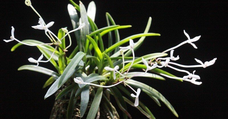 富貴蘭「高野の華」の花｜KJ Morison