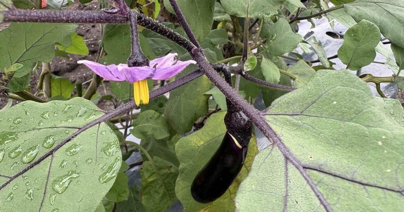 茎ごと収穫 重宝がられる空芯菜