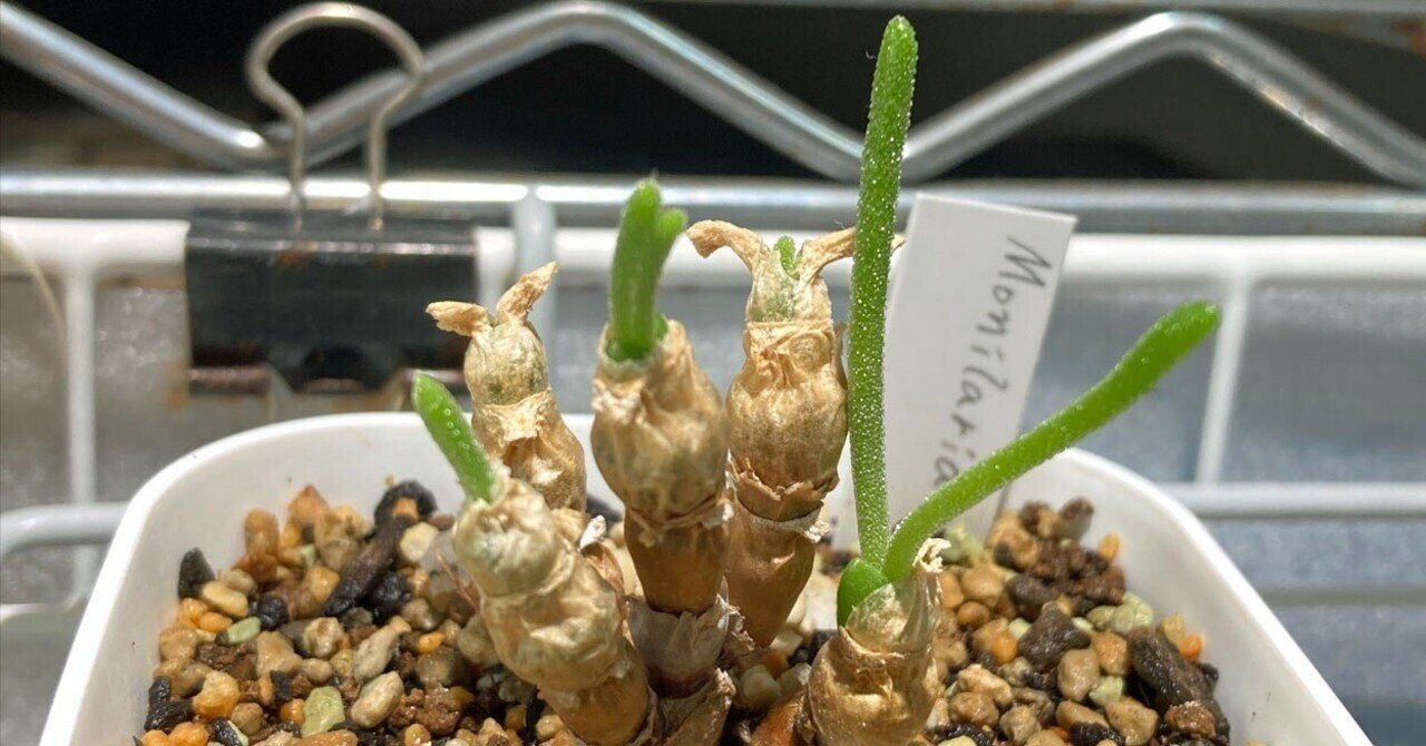 モニラリア、休眠から目覚める。去年との比較など（2025秋)｜そーいち