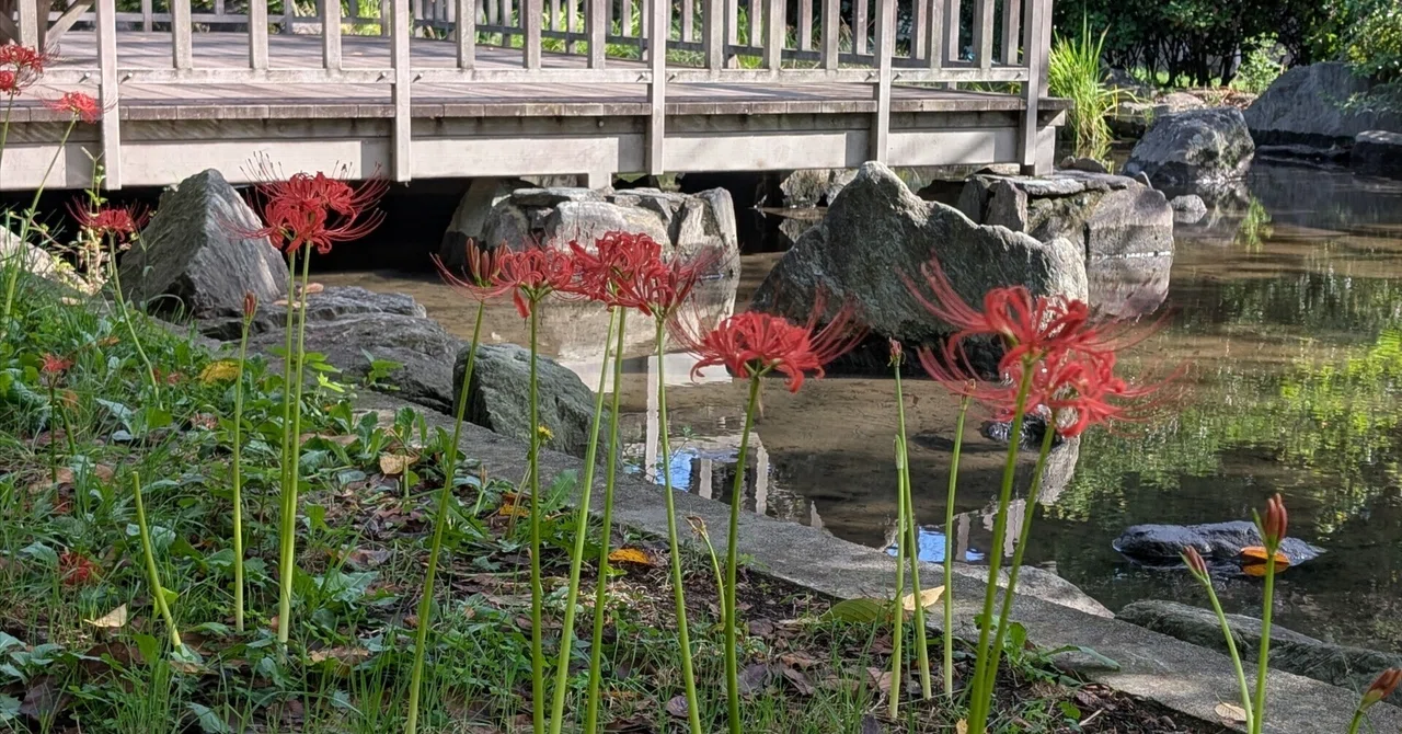 The spider lilies aren't blooming even though it's Higan!｜もえあつ