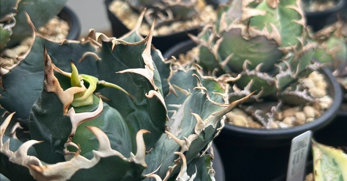 アガベ実生3年 初心者向け】アガベ実生の育て方｜発芽後の光・水・風管理のポイント