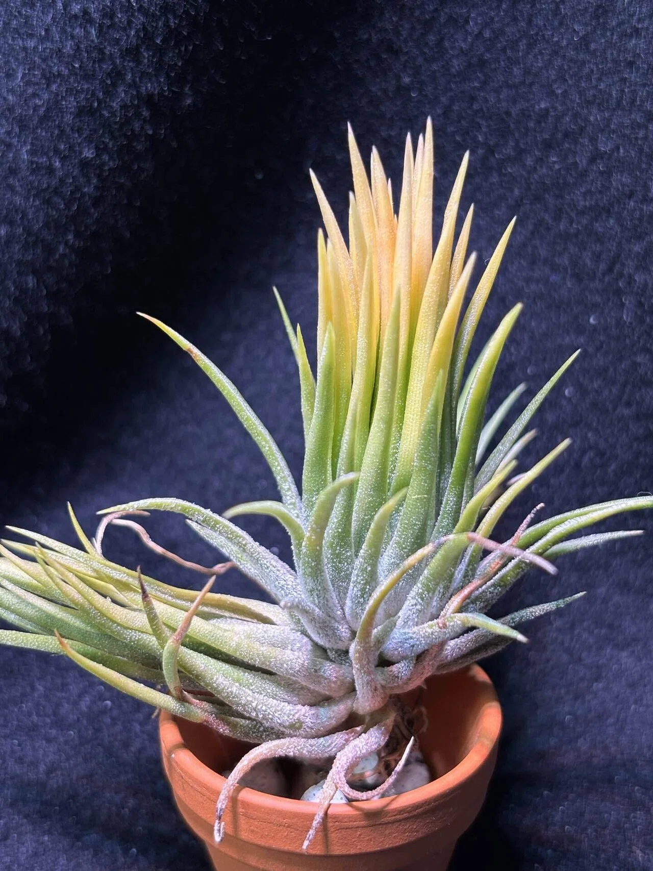 ionantha'Fuego Yellow'｜sioncolorwheel