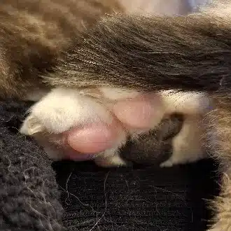 りーやん