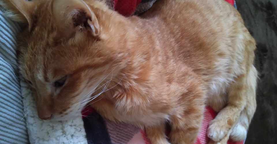 猫 てんかん重積状態 2020年 ともえねこ Note