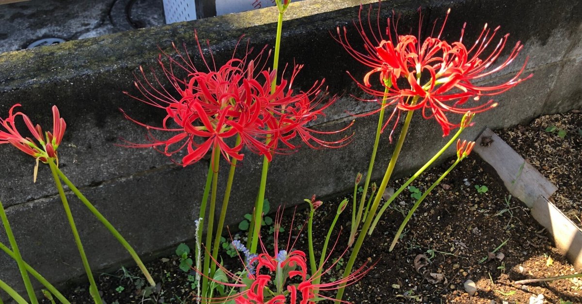もみ様　曼珠沙華・大判草・たね 曼珠沙華 -2025秋-｜tetsu.i