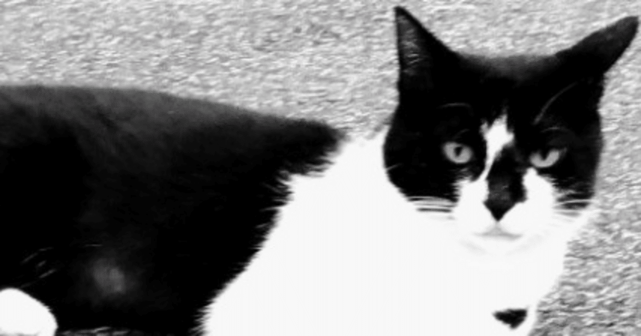 猫パンチはすごいぞ(ただの猫動画紹介)｜nostalghia