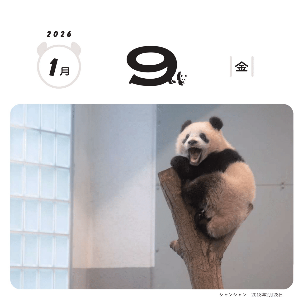 毎日パンダ」のシャンシャン日めくりカレンダーを、10月1日（水）より
