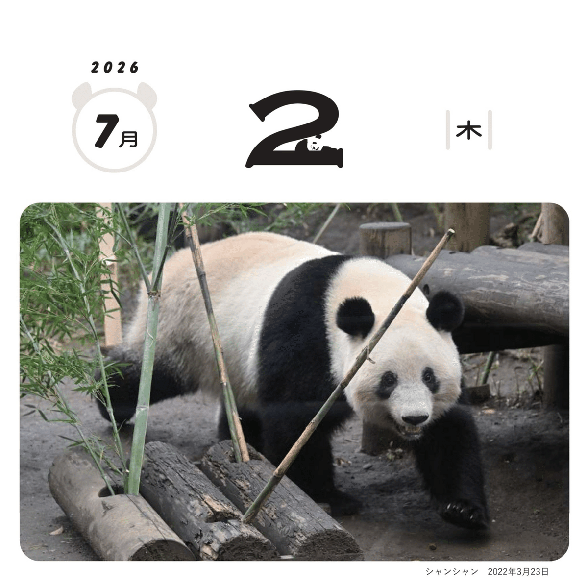 毎日パンダ」のシャンシャン日めくりカレンダーを、10月1日（水