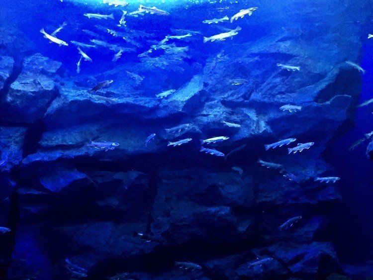北海道北見市留辺蘂にある「山の水族館」館内に入って最初に現れるのは渓流を川の中から見える感じに作られた巨大な水槽。といっても北海道ではかなり小さめの水槽。でもコンセプトがしっかりしててこんな水族館はなかなかないですね！