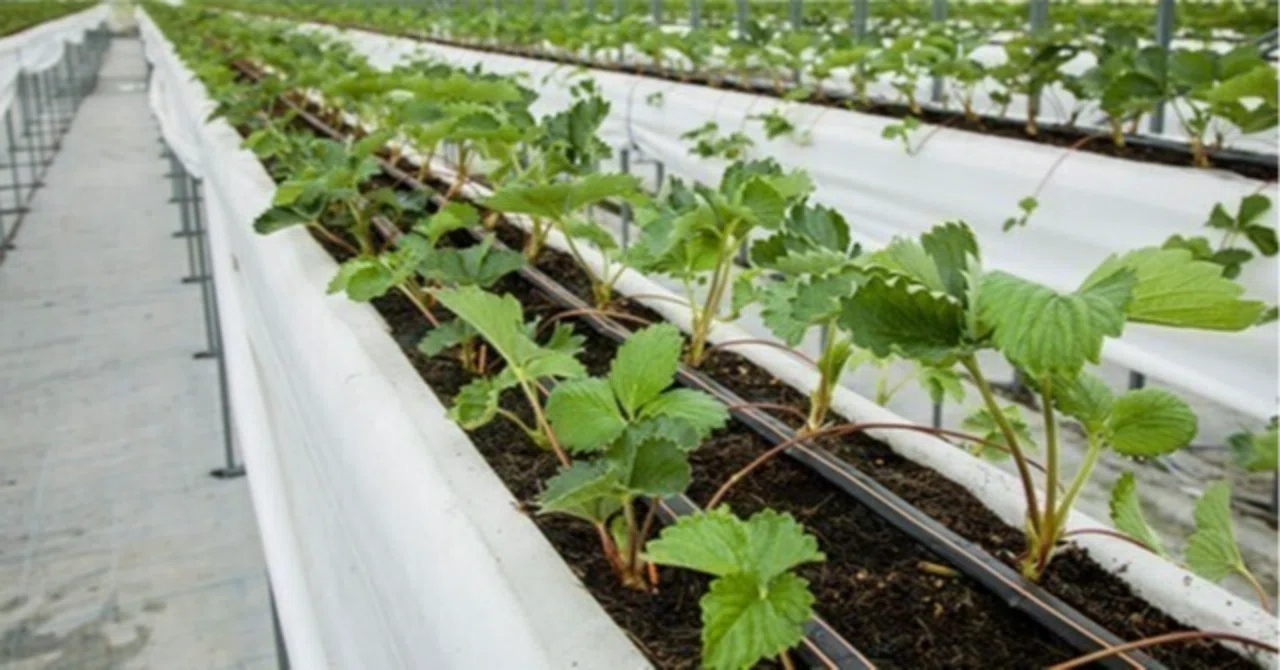 [For Beginners] Strawberry Cultivation. Make a Difference with Planting ...