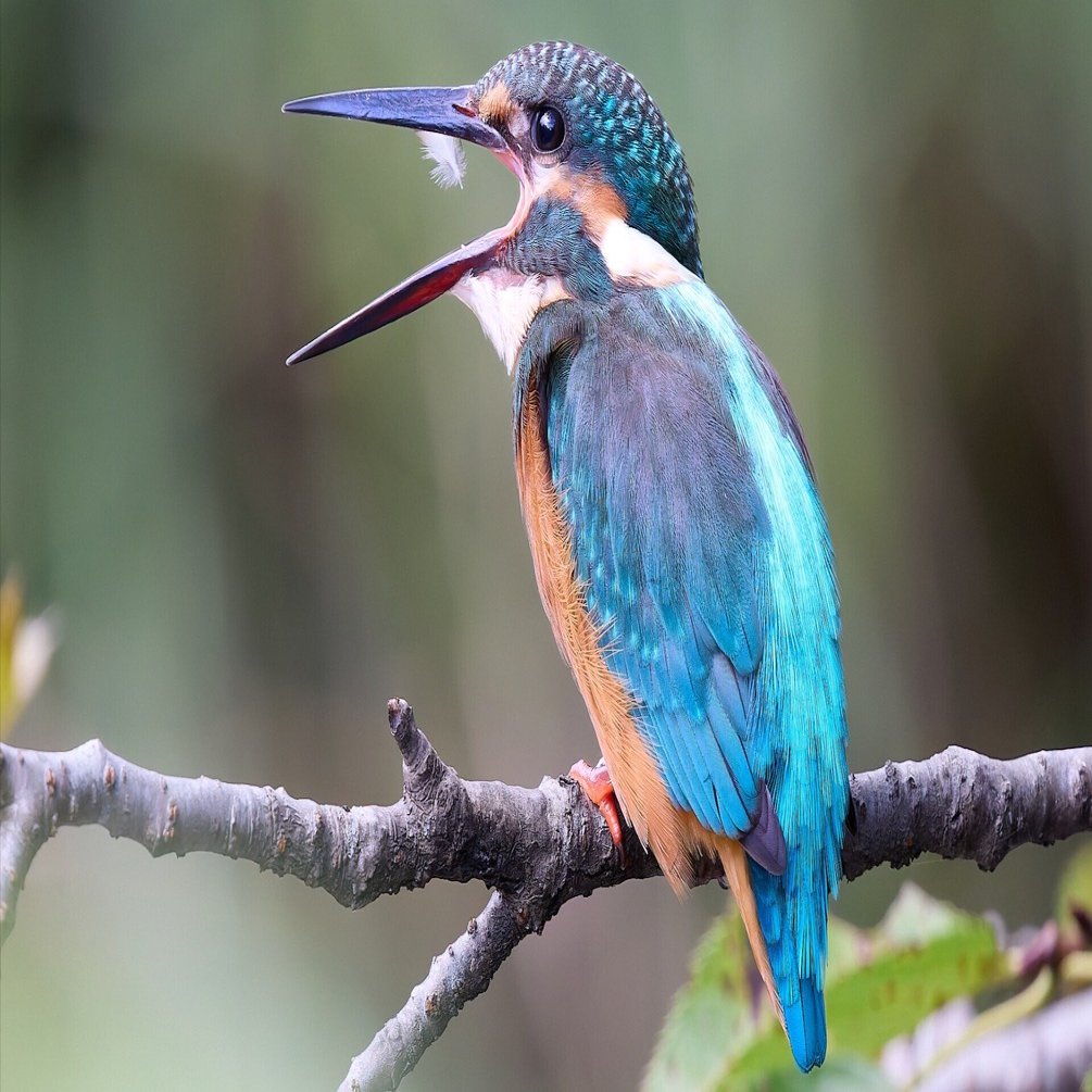 カワセミ 〜 EOS R10｜RURI