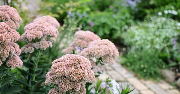 たぬきち様　フリチラリアペルシカ２球　ネプスキアヌム2球　カラタビエンセ2球 乙庭植物図鑑】20230713 Garden Storyに寄稿した秋植え球根記事