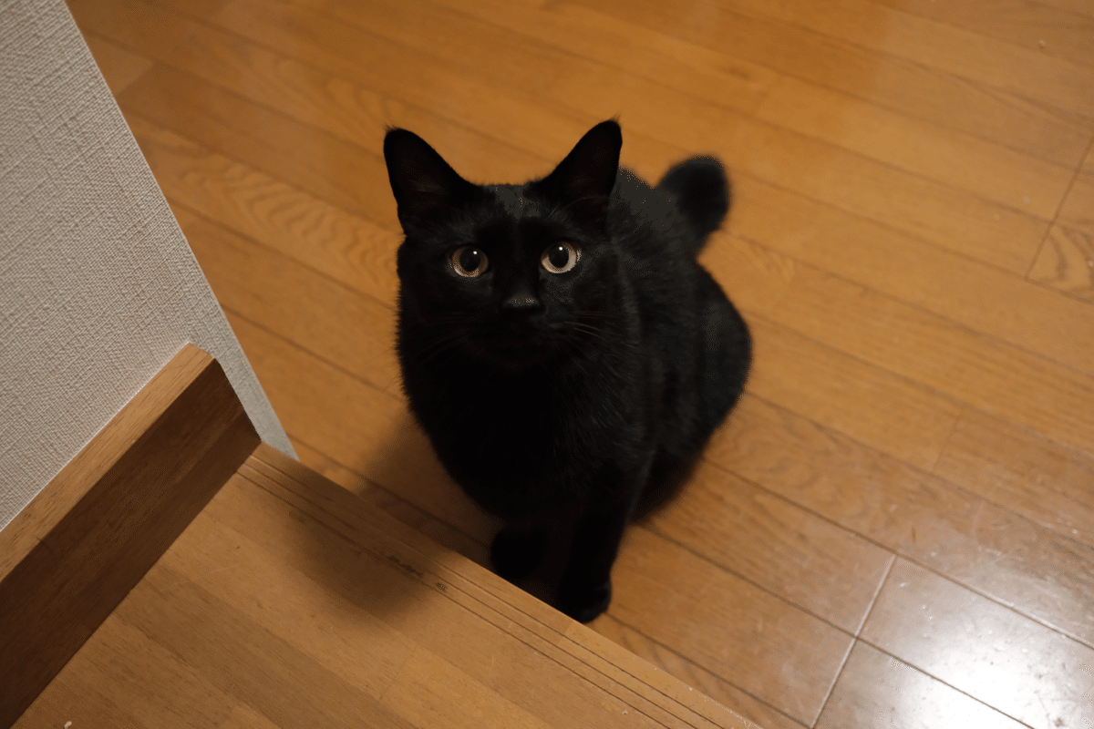 くろ　ねこ　 kuroneko.8901 | 最近早寝早起き🥱 昨夜はクーラーつけたら寒く