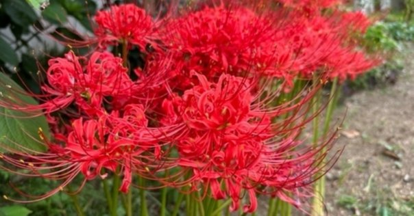 九輪草（クリンソウ）咲く山の水路、スケッチの思い出｜大内正伸