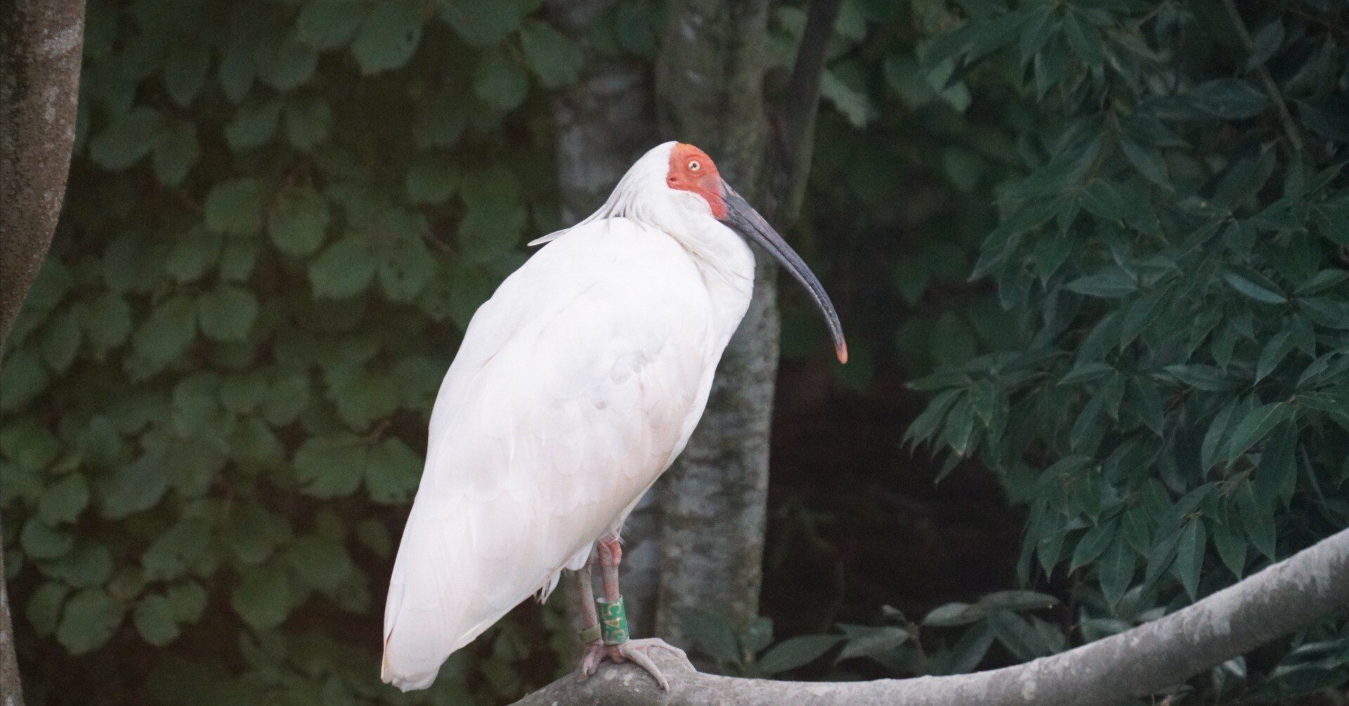 いしかわ動物園ですよ｜始祖鳥堂まふ（M.A.F.）