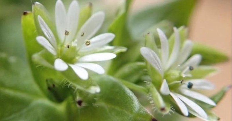 ハコベという植物 フィト 植物 エッセイスト 土屋いづみ Note
