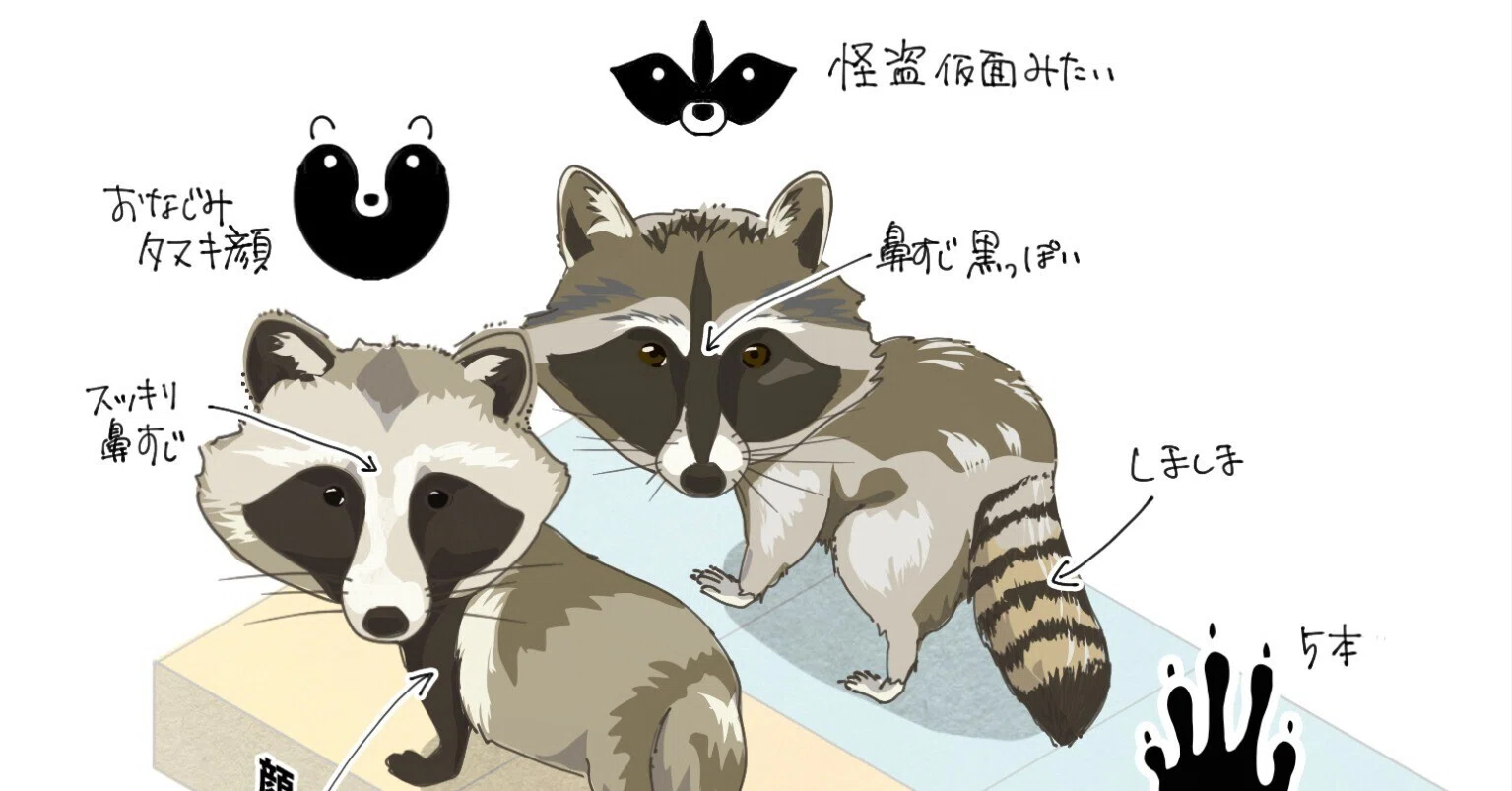 たぬき アライグマ 違い