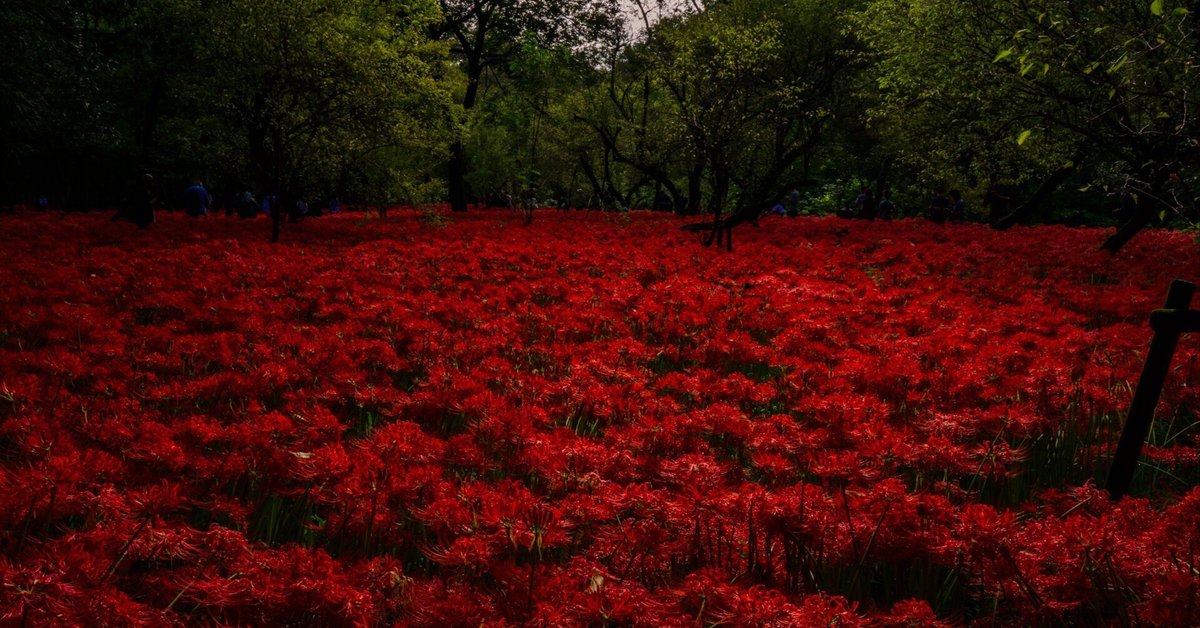 彼岸花の名所 ~巾着田曼珠沙華公園~｜Y.Washizu