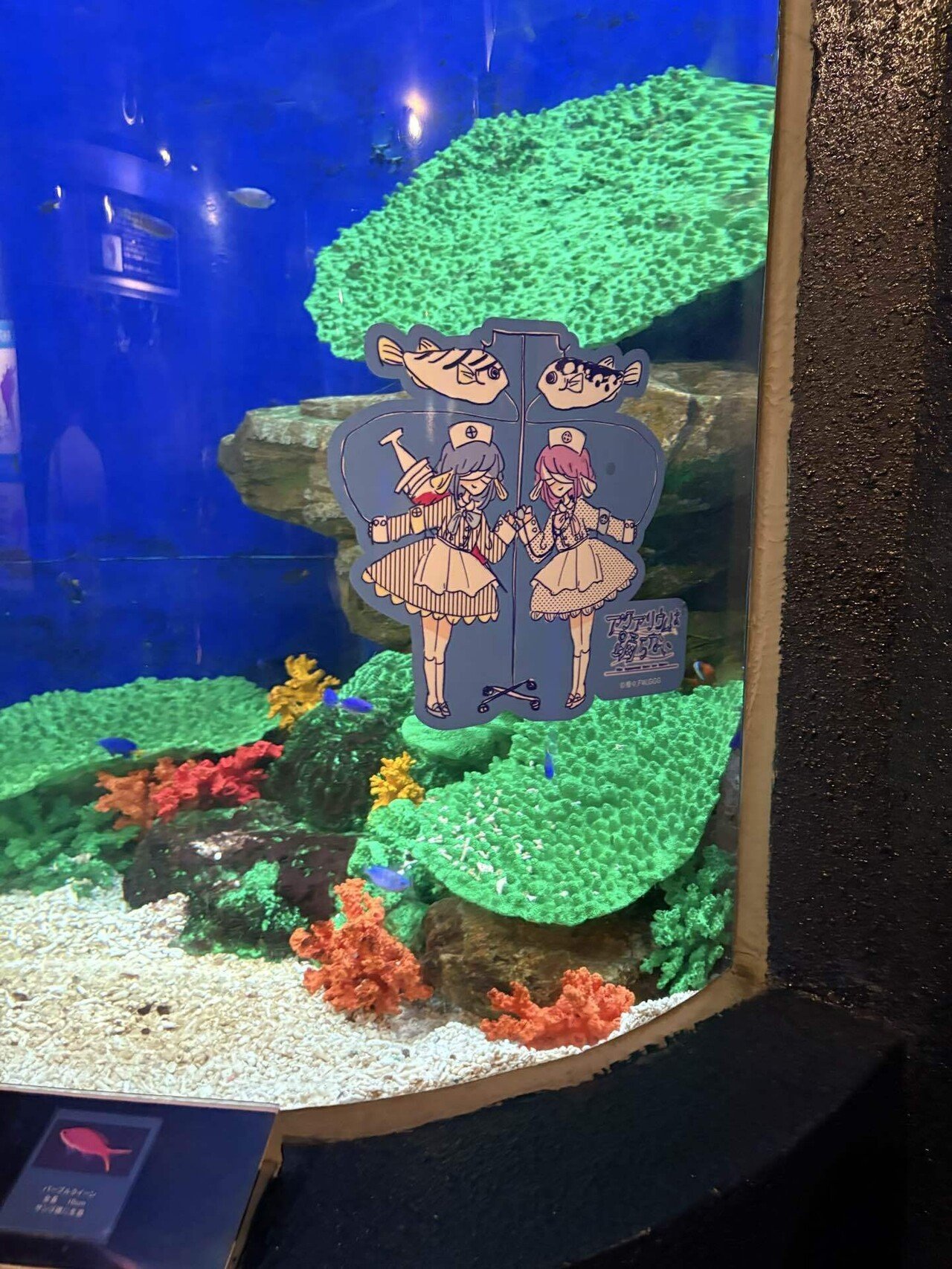 アクアリウムは踊らない×長岡市寺泊水族博物館｜煌水朱希