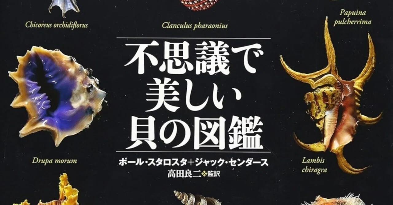 書籍『不思議で美しい貝の図鑑』｜STARLET
