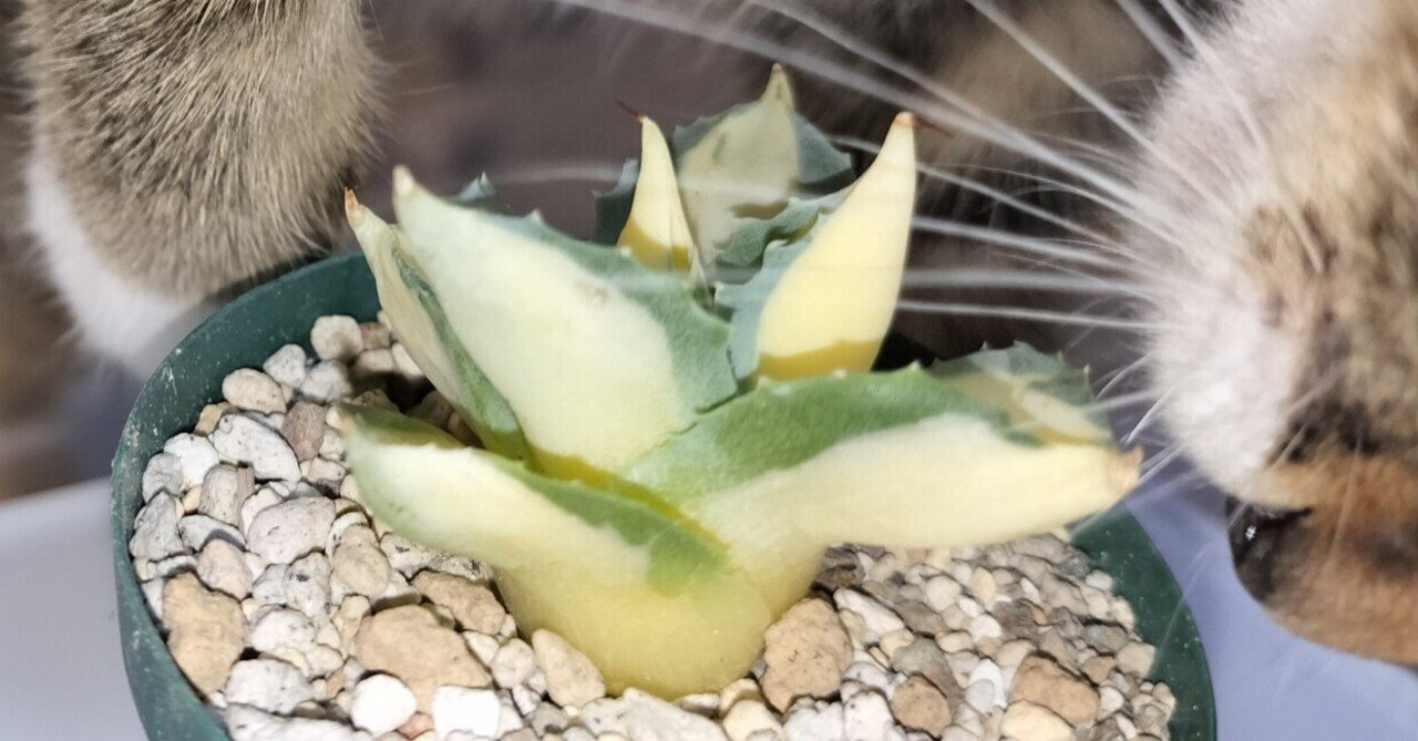 BLEA〇Hの卍解みたいな名前の初心者向けなアガベ「王妃雷神黄中斑