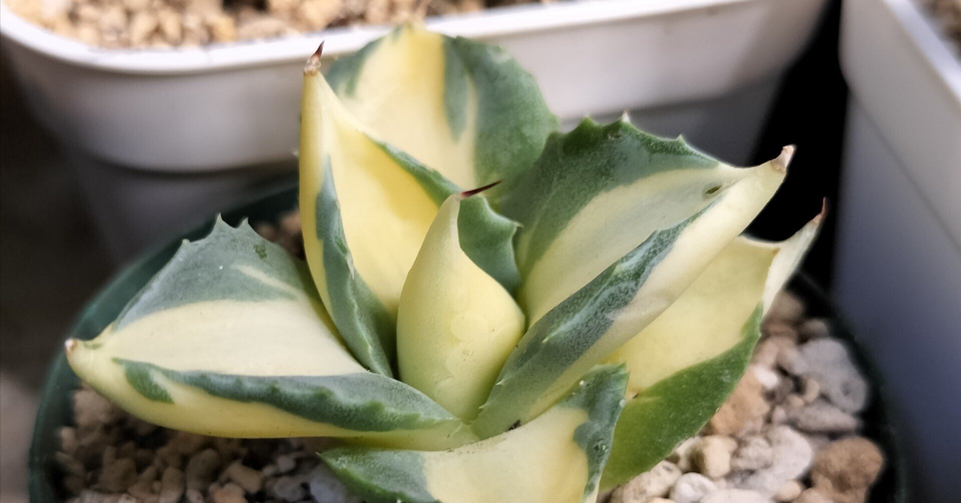 アガベ:王妃雷神黄中斑の育て方|バニオレ植物LABO アガベ:王妃雷神黄中斑の育て方|バニオレ植物LABO