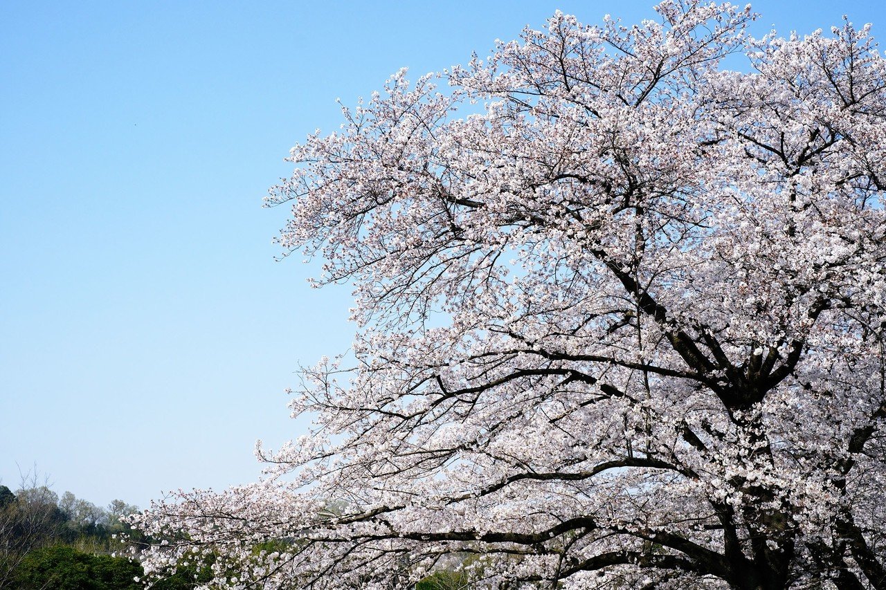 野蒜(ノビル)を掘ろう！活用レシピなど｜ほくと