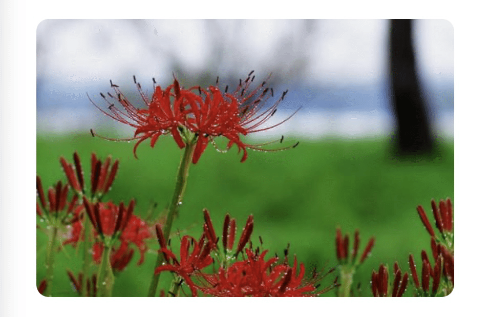 もみ様　曼珠沙華・大判草・たね 楽天市場】【送料無料】 徳島県産 彼岸花の球根（鱗茎）5個から