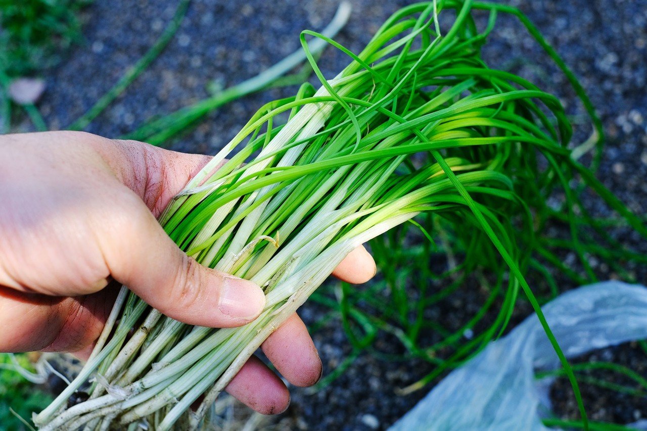 野蒜(ノビル)を掘ろう！活用レシピなど｜ほくと
