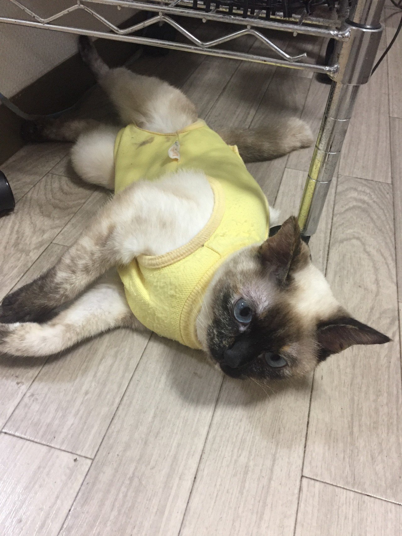 傷口のガーゼを剥がして舐めてしまうので 獣医さんに相談して洋服着用となりました 動きづらそうにしてるけど舐めるのはやめてくれた模様 これであと 一週間を乗り切ります Musubi Note 傷口のガーゼを剥がして舐めてしまうので 獣医さんに相談して洋服着用となりました 動きづらそうにしてるけど舐めるのはやめてくれた模様 これであと 一週間を乗り切ります Musubi Note
