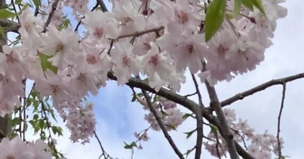 満開Encore】卯木千景バクステを読みました｜ninisi