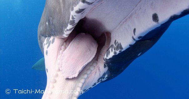 鯨の歯　コレクション　写真を見て確認願います。詳しくはコメントで。 鯨の歯 コレクション 写真を見て確認願います。詳しくはコメント