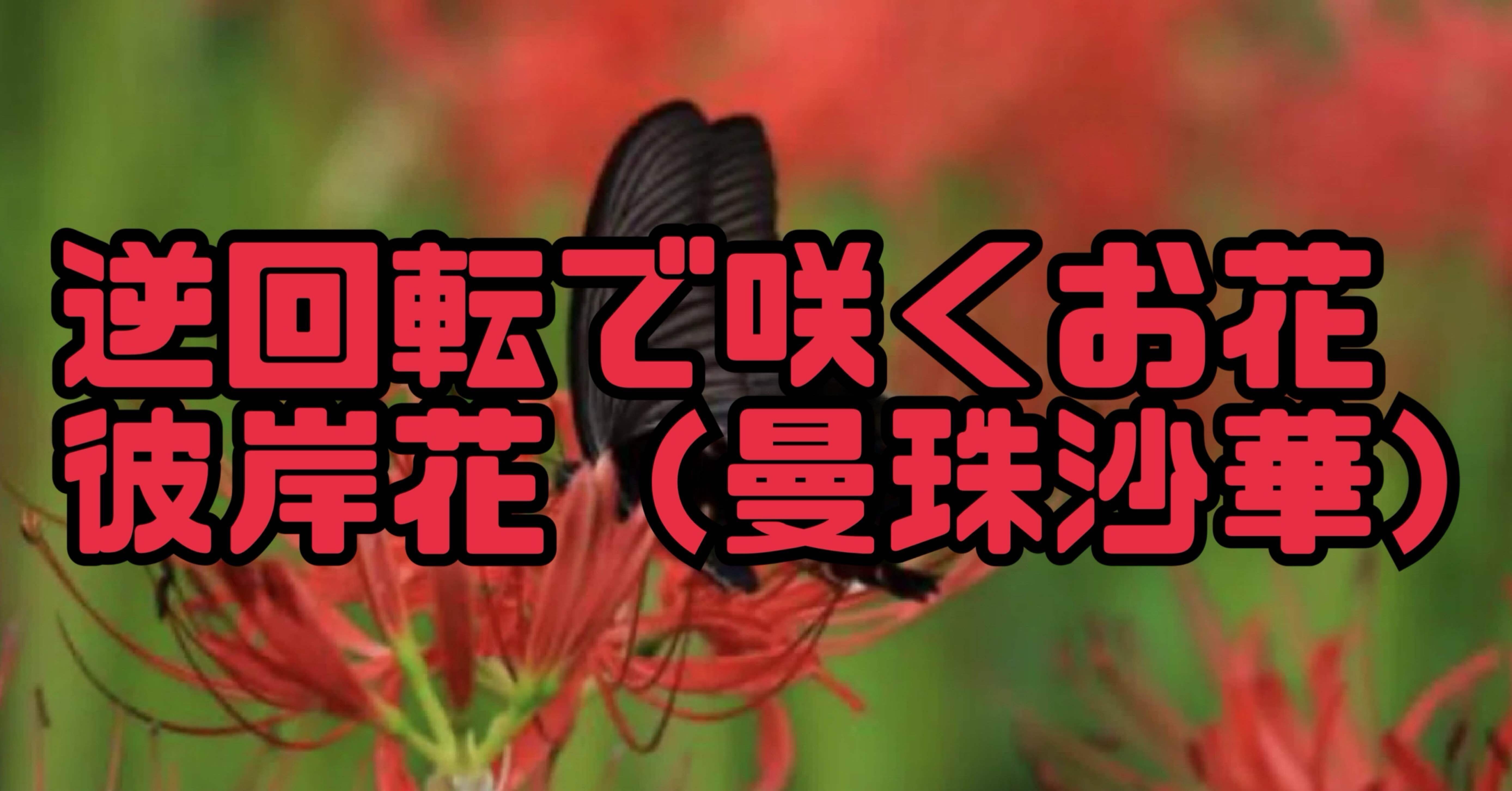 逆回転で咲くお花🔥彼岸花（曼珠沙華）｜アートセラピスト いづみART